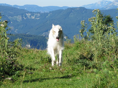 Hund im Pielachtal
