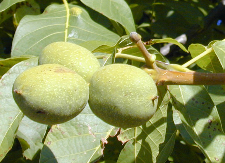 Datei:SG-Grüne Nuß-771px.jpg