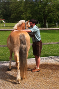 Datei:120px-Pferdmassage Felix.png