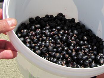 Ribogroernte im Kübel