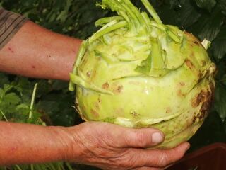 Frischer Kohlrabi aus dem Garten
