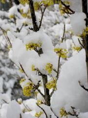Dirndlblüte im Schnee