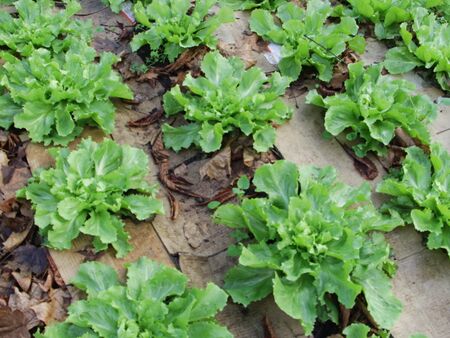 Salat im Folientunnel Dez.