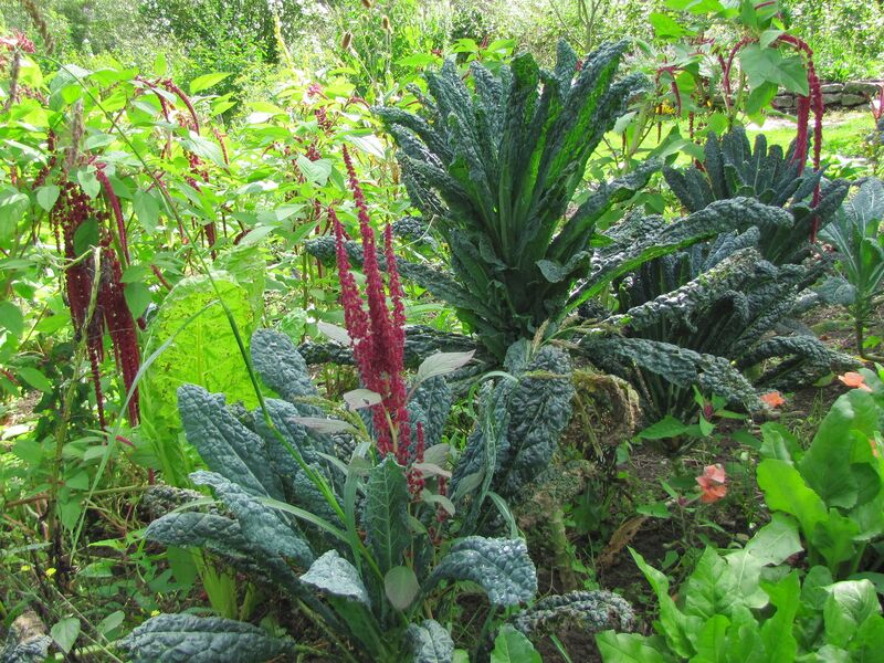 Datei:SG Palmkohl2.jpg