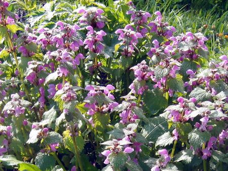 Taubnesseln in Blüte