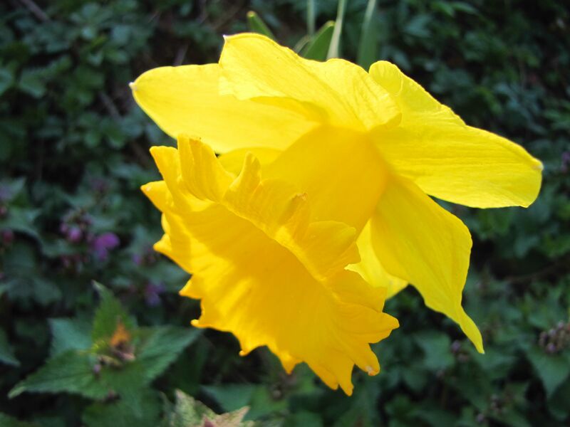 Datei:SG gelbe Nazisse.jpg