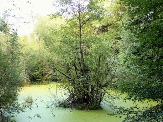 Insel im Steinschaler Teich