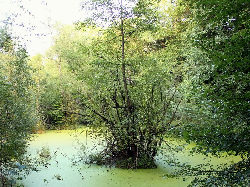 Datei:ST Insel Erle.jpg