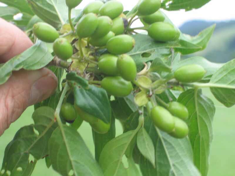 Datei:Dirndl grün klein1 .JPG