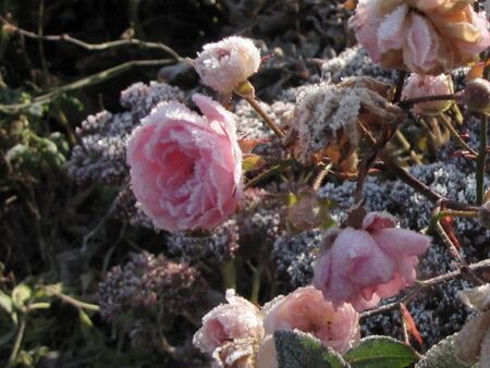 Rosen nach dem ersten Frost
