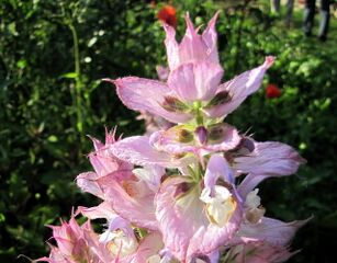 Blüte Muskatellersalbei