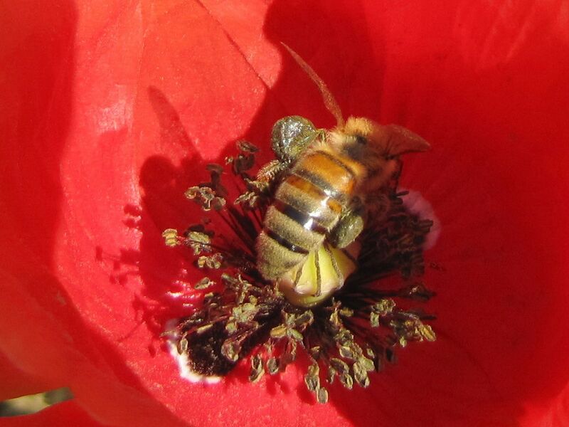 Datei:SG Mohnblüte Biene3.jpg