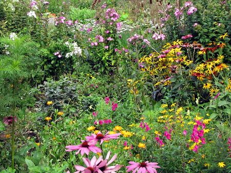 Blumen und Pflanzen Vielfalt - im Naturgarten