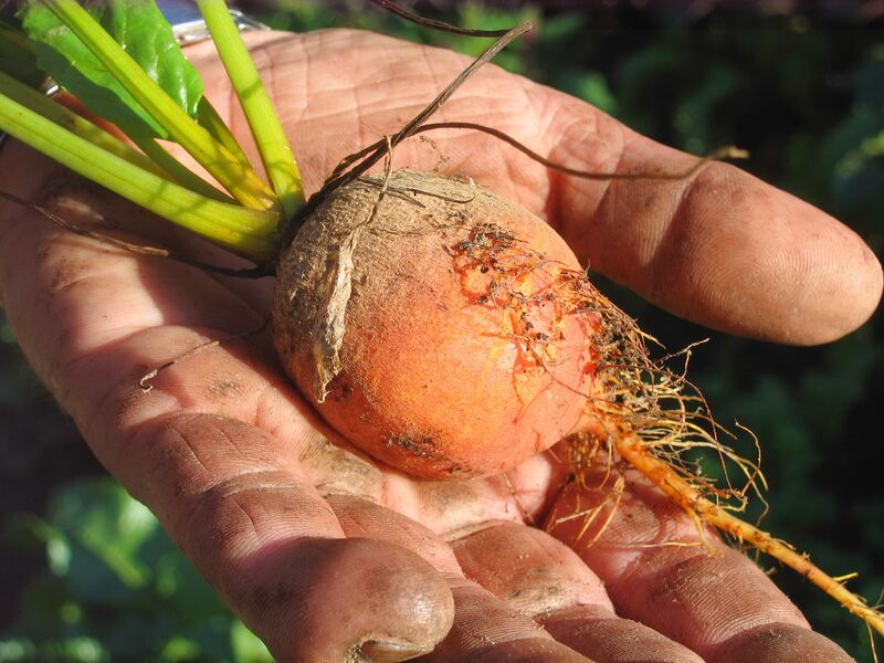 Datei:SG Speiserübchen.jpg