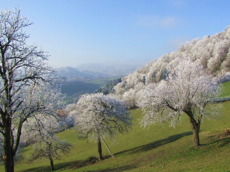 Datei:Rauhreif Laimboden2.jpg