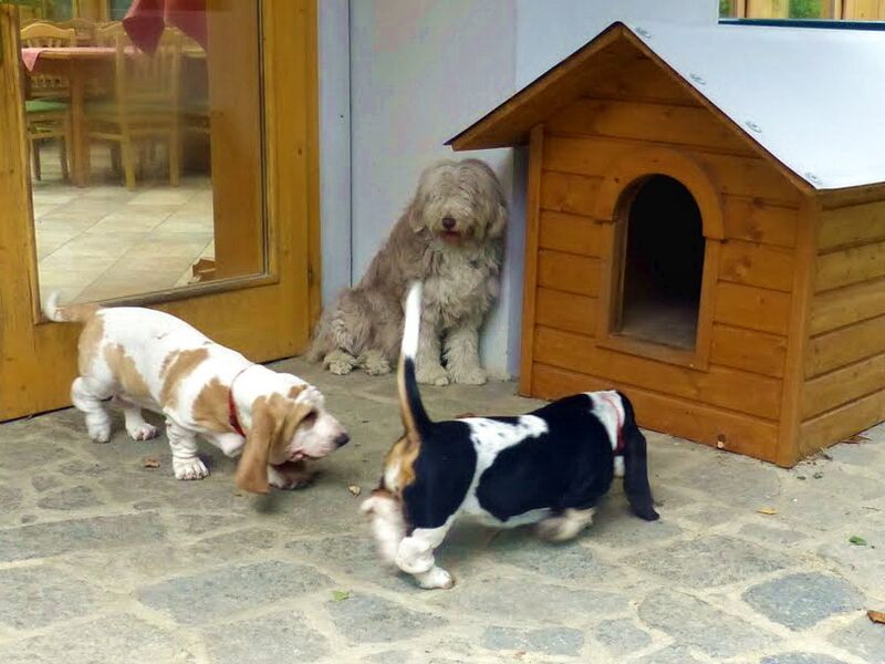 Datei:Hushpuppies und Paula 2013.jpg