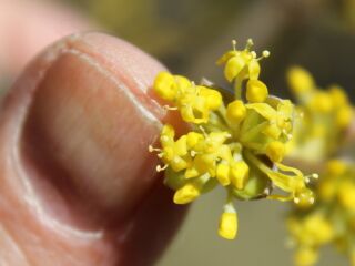 Erste Dirndlblüte im Feb. 2014