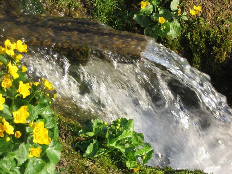 Datei:Frühlingsquelle Unterzögernitz.jpg