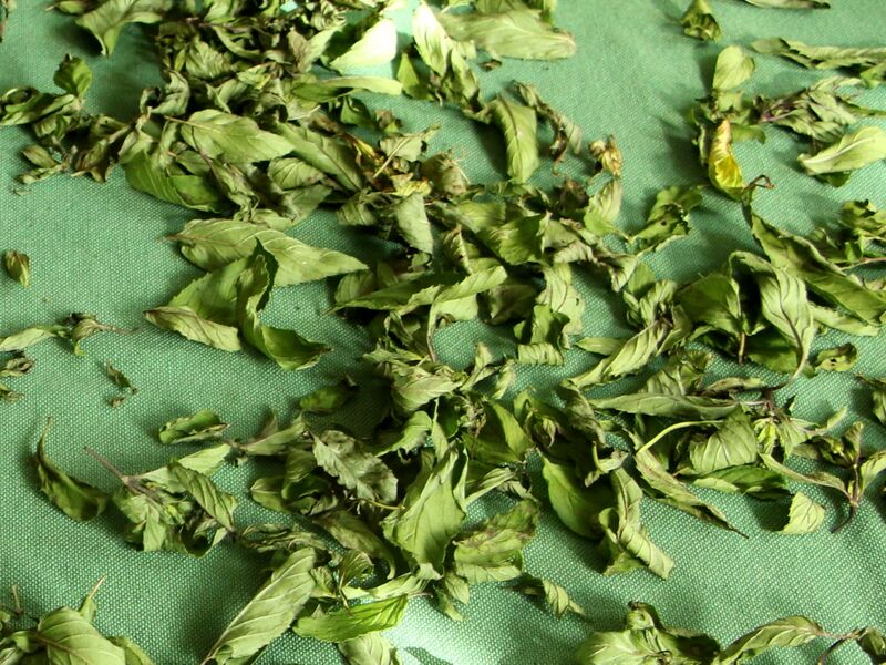 Datei:SG Minze trocknen.JPG