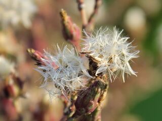 Salatblüten bzw. Samen]]
