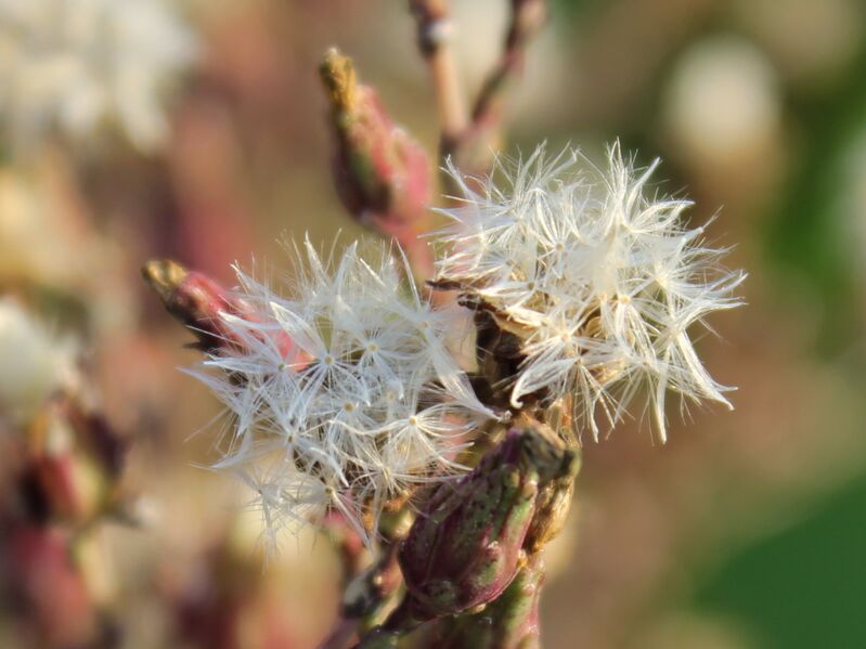 Datei:SG Salatblüten1.jpg