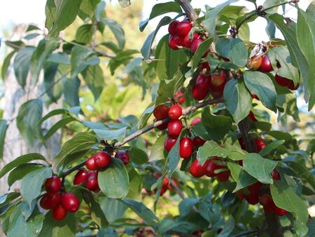 Dirndln: fast reif am Strauch