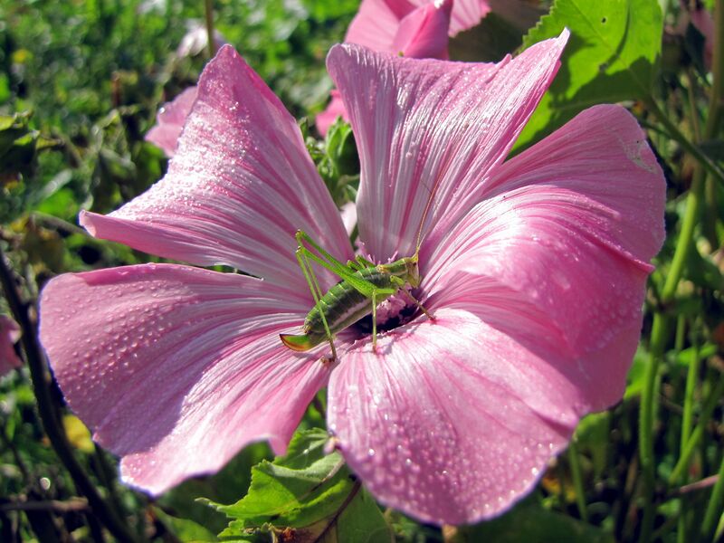 Datei:SG Rosenmalve Heuschreck.jpg