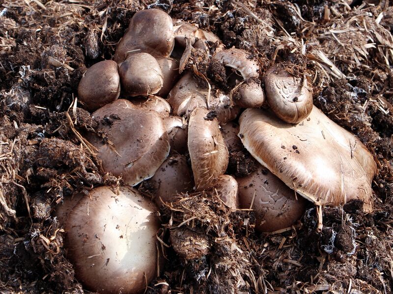 Datei:SG braune Champignons.jpg