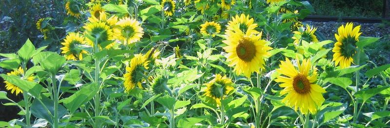 Datei:1020px-Sonnenblumen - Steinschaler Gärten.jpg
