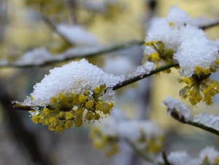 Dirndlblüten im Neuschnee