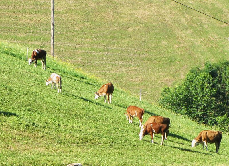 Datei:Kühe Weide.jpg