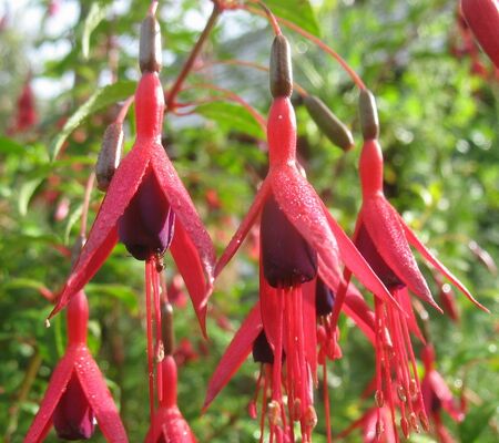 SG Hängende Fuchsie - essbar