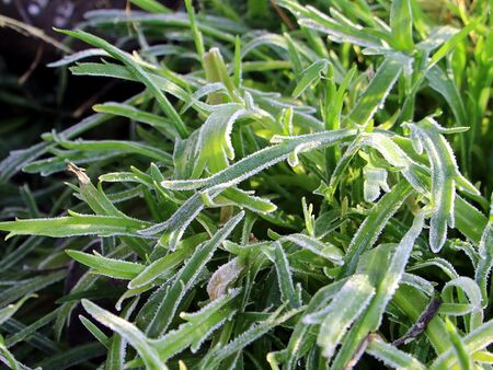 Hirschhornwegerich - erster Reif