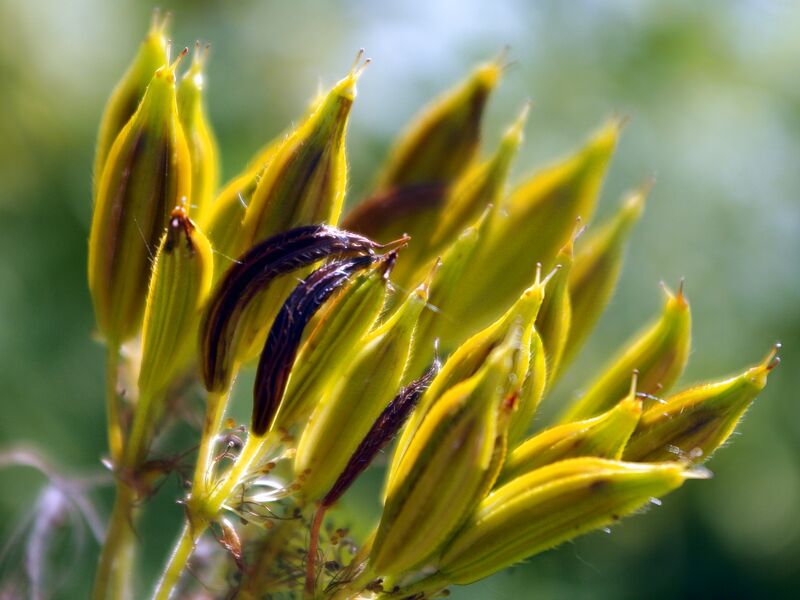 Datei:SG SüßdoldenSamen KB.jpg