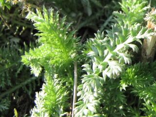 Mäuseleiter (=Schafgarbe) im März