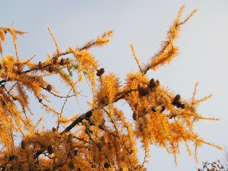 Datei:HR Lärchenast4.jpg