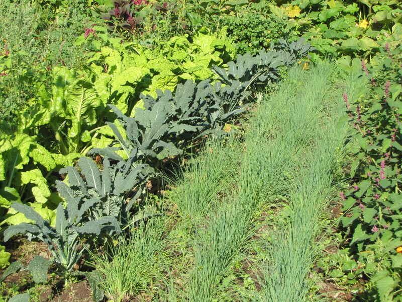 Datei:SG Beet Schnittlauch Palmkraut.jpg