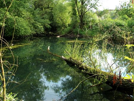 grünender "Biberbaum" im Teich