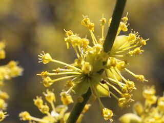 Dirndlblüte im März]]