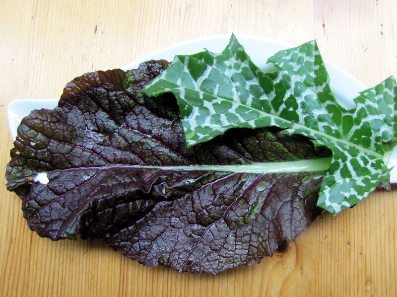 Datei:Mariendistel Giantblatt.jpg