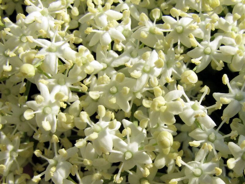 Datei:SG Hollerblüten groß.jpg