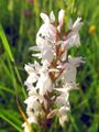 Orchidee im Juni 2012
