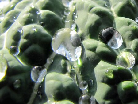 Krautblatt mit Tropfen
