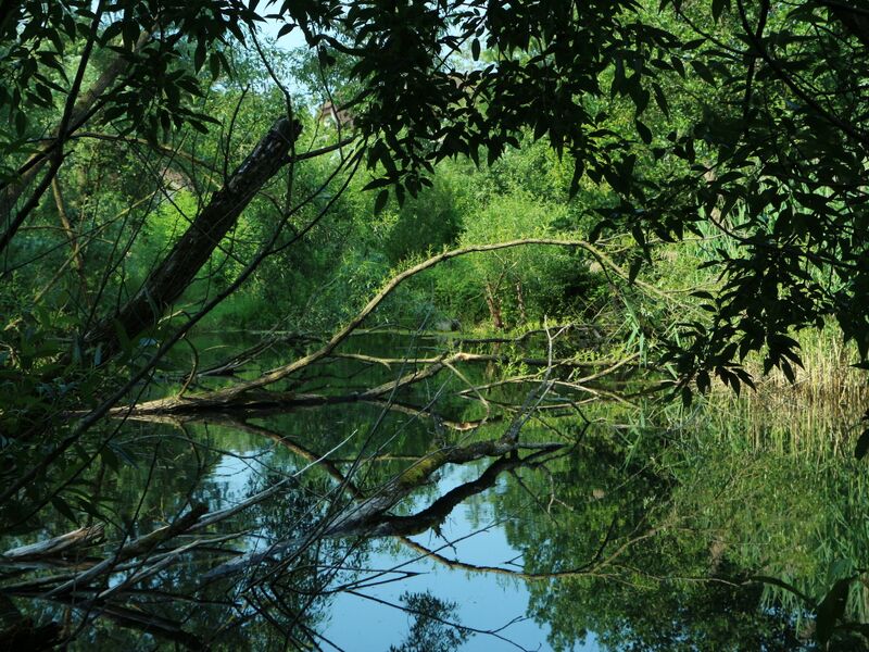 Datei:SG Naturgarten Teich3 Morgenidylle.JPG