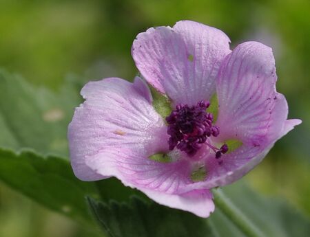 Eibischblüte