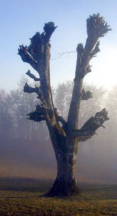 Geschnoater Baum - Gaisbühelwiese