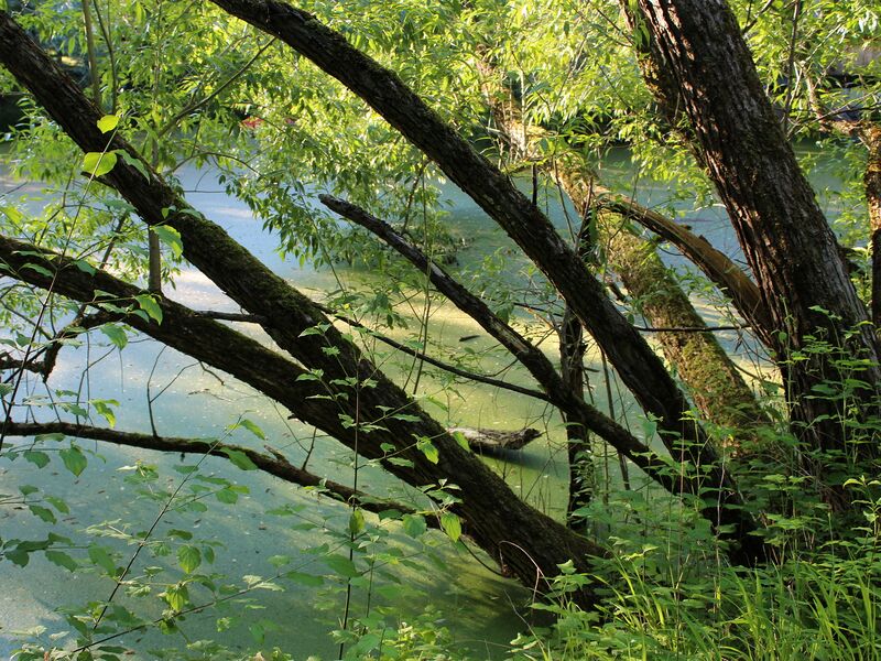 Datei:ST Weiden Abendlicht.jpg