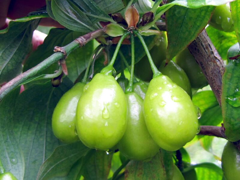 Datei:Schönbrunner Dirndln grün.jpg