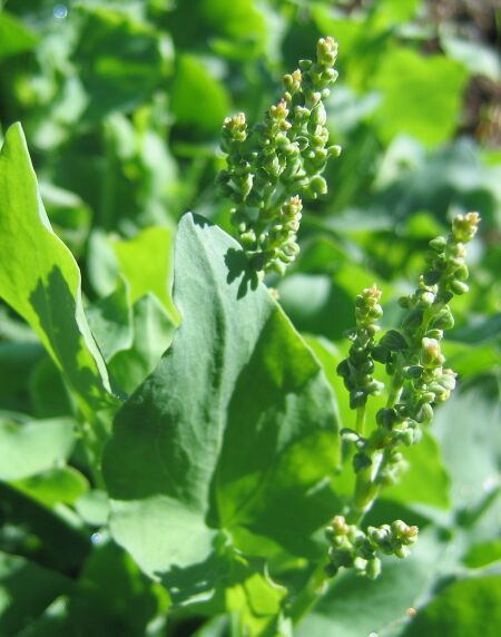 Schildampfer mit Samenstand