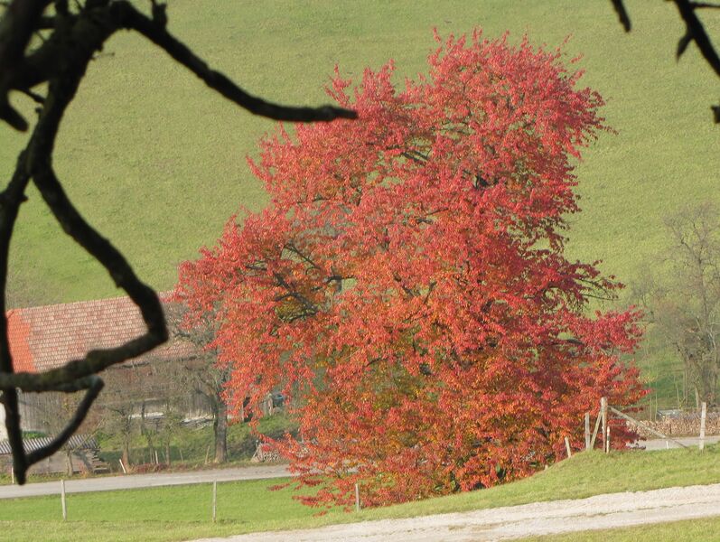Datei:Herbstlicher Kirchbaum.jpg